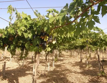 Filari di Montepulciano