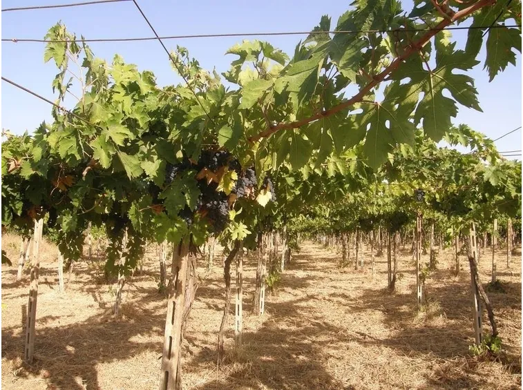 Filari di Montepulciano