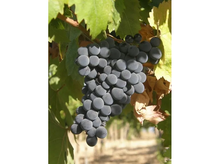 Grappolo di uva Montepulciano
