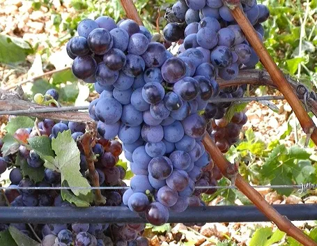 Esempio di uva nera