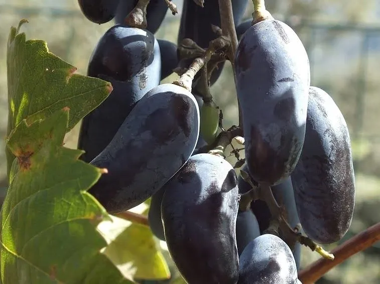 Acini di uva pizzutella nera