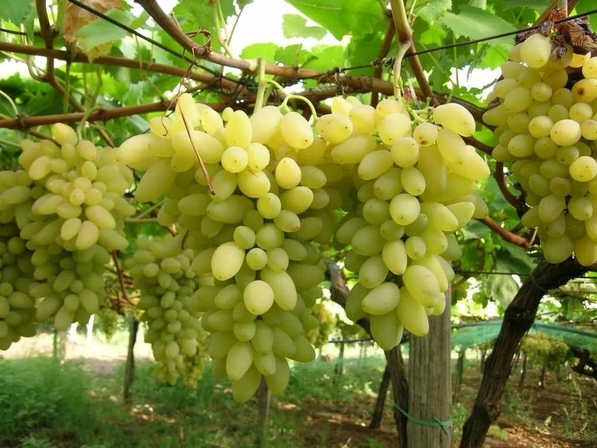 Grappoli di uva pizzutella bianca