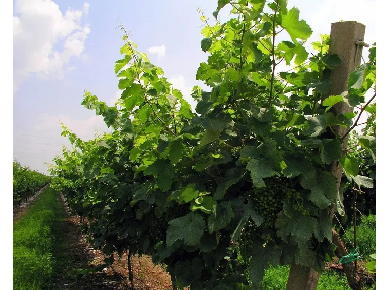 Filari di un vigneto di Glera