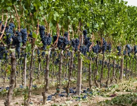 Grappoli d'uva nera su vigna a schieraFoto dal sito: https://consulenzaenologica.wordpress.com/