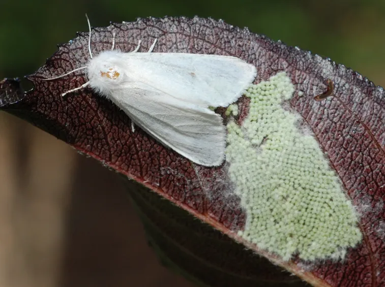 hyphantria cunea