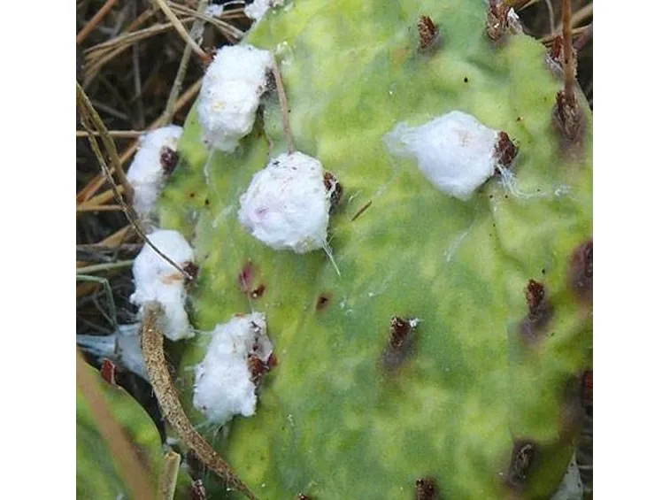 cocciniglia cotonosa