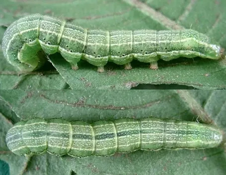 Pyrrhia umbra