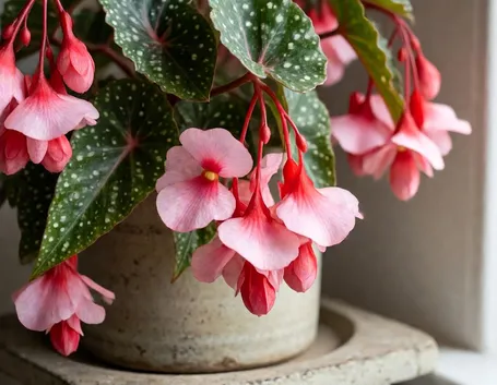 Begonia corallina