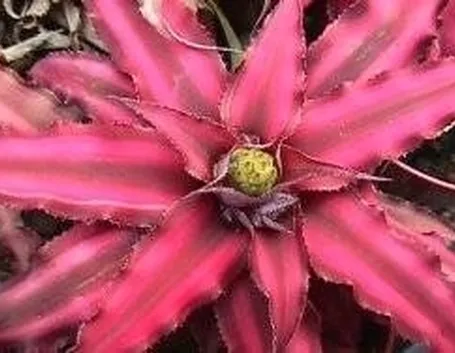 Bromeliacea