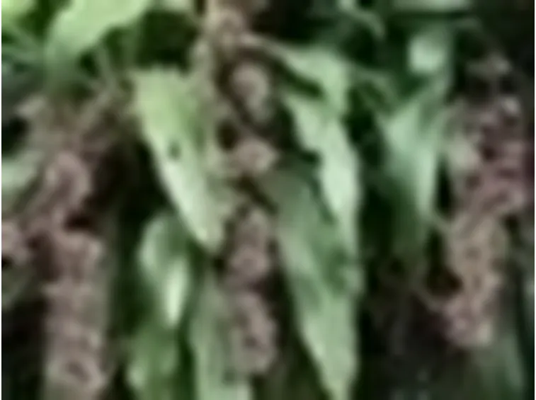 dracena