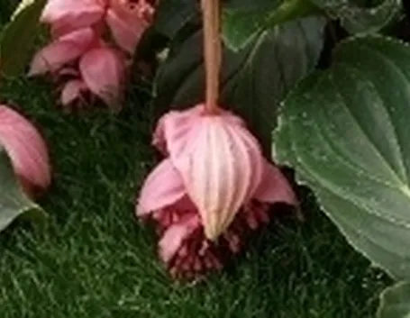 medinilla