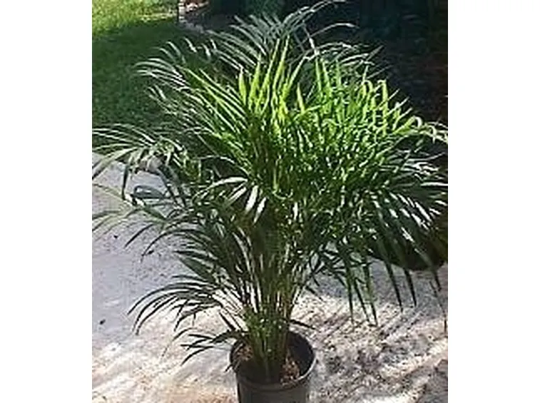 Areca