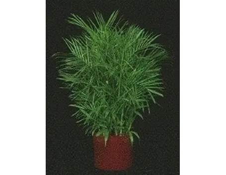 Chamaedorea