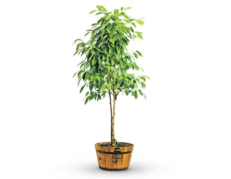 ficus