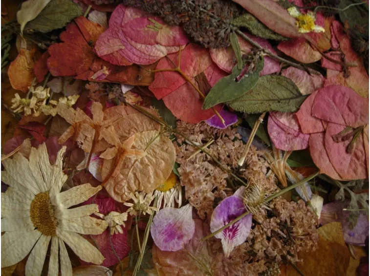 fiori secchi