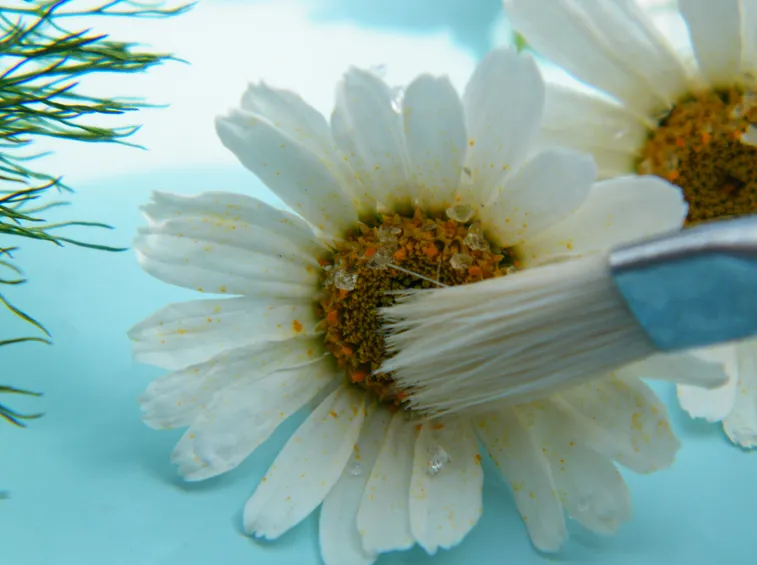 fiori secchi