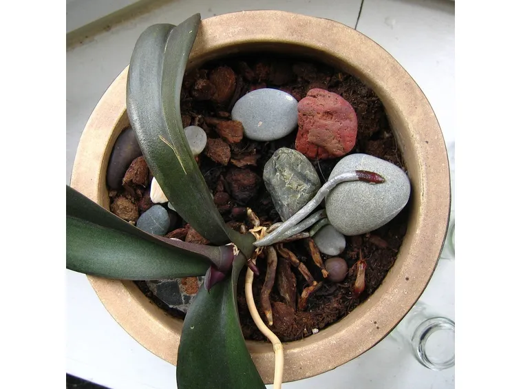 fiori orchidea