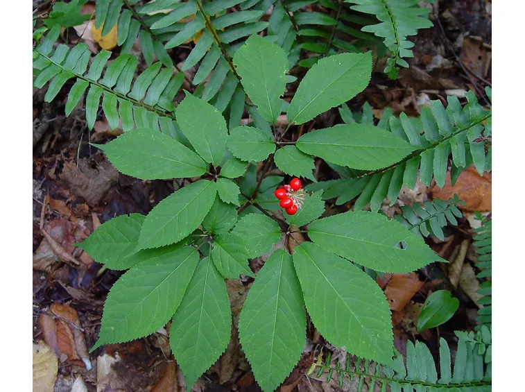 Panax quinquefolius