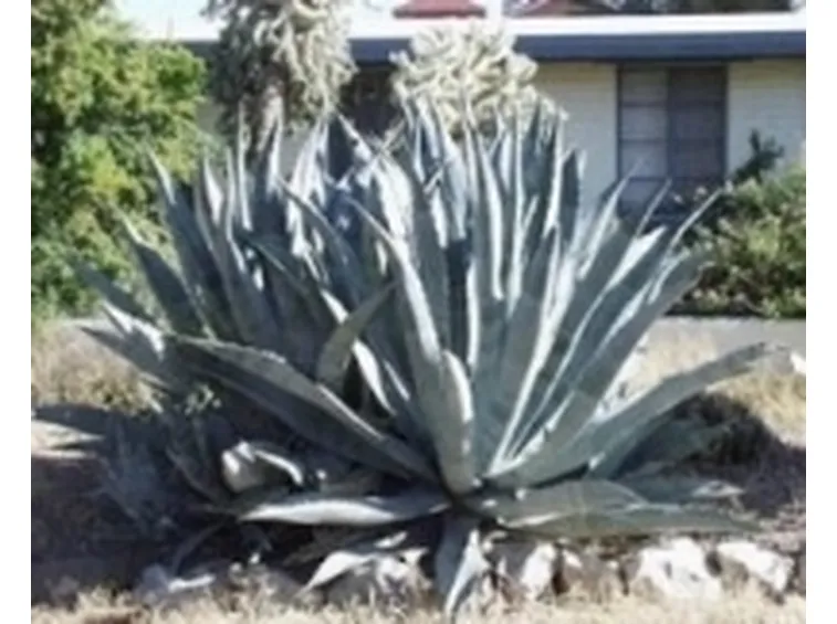 Agave americana