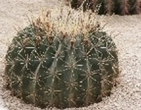 Ferocactus