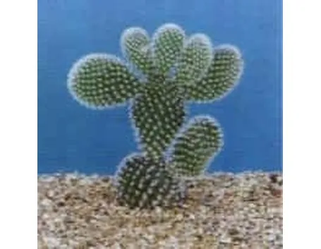 opuntia