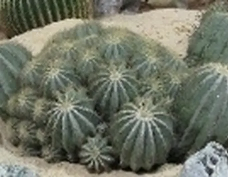 Ferocactus accestito