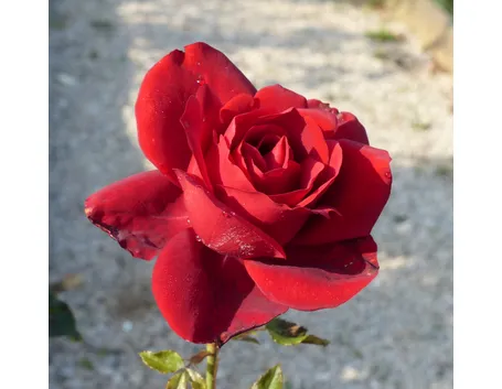 rosa manora