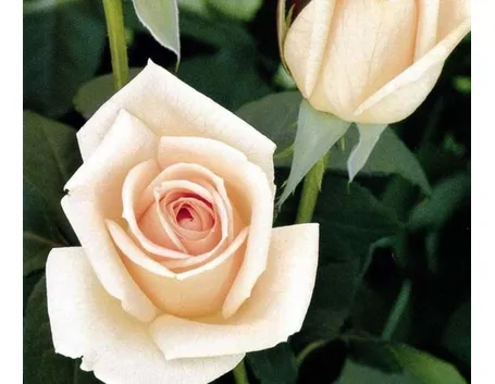 rosa osiana