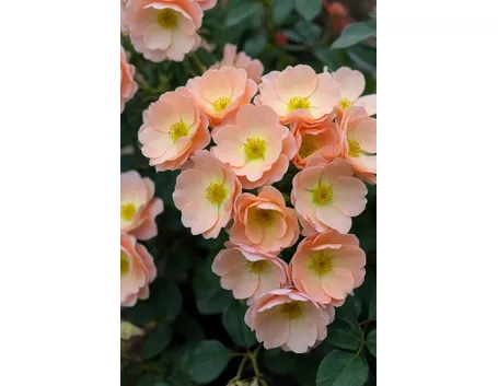 rosa polianta