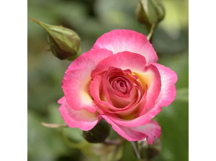 rosa haendel