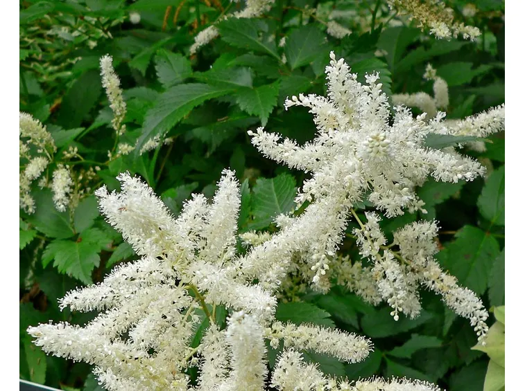 annaffiare piante
