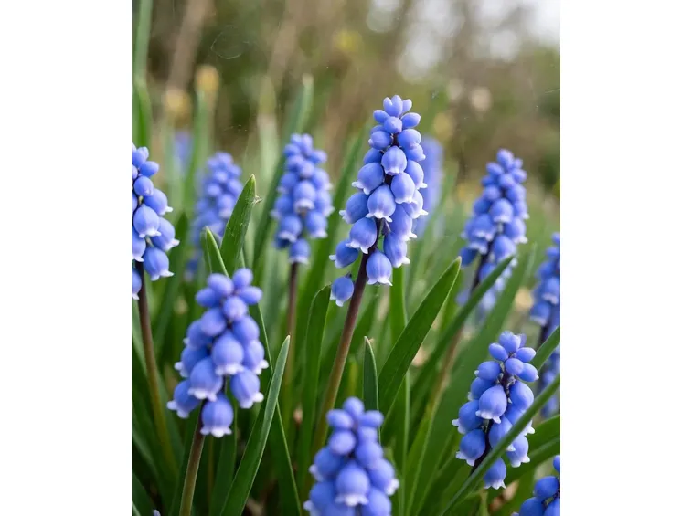 muscari