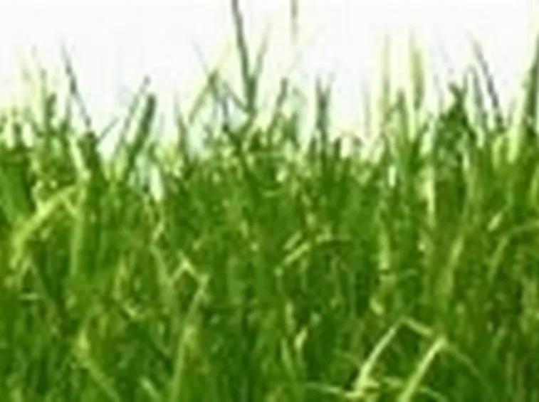 prato