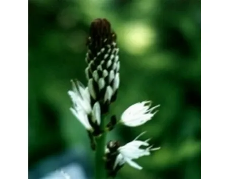 piante particolari
