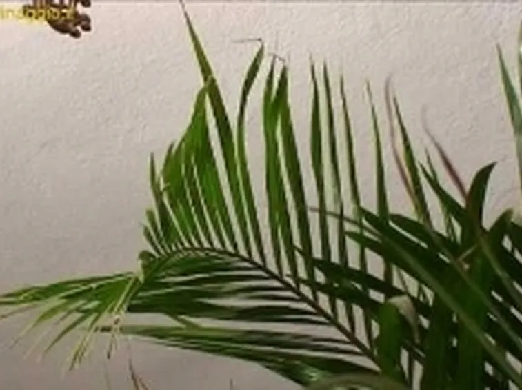 foto areca
