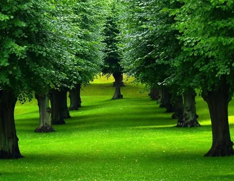 Introduzione agli alberi