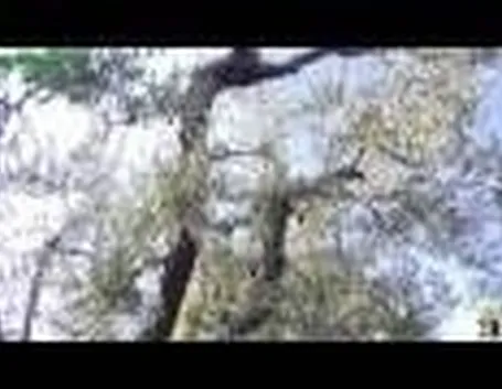 Ulivo