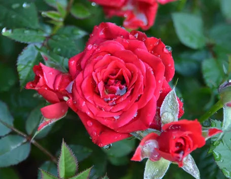 Come e quanto annaffiare le rose