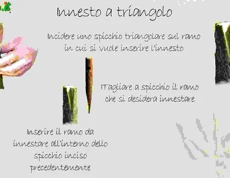 Innestare le rose