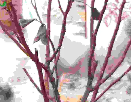 Potare le rose