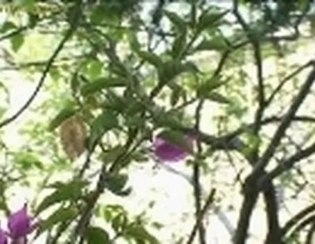 potare un rampicante