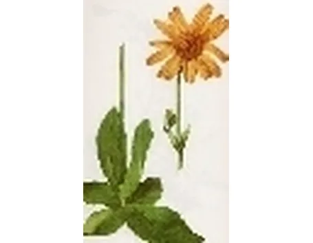 arnica montana