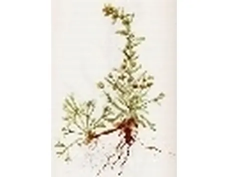 artemisia genepì