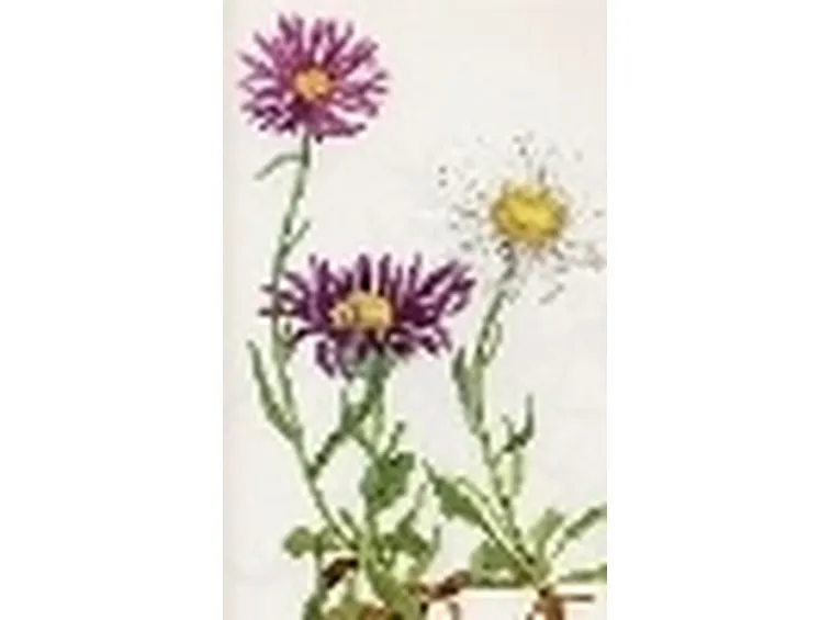 aster alpinus
