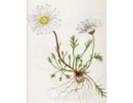 chrysanthemum alpinum