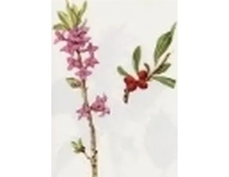 daphne mezerum