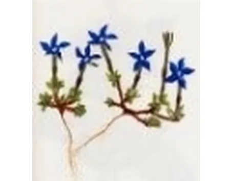 genziana verna