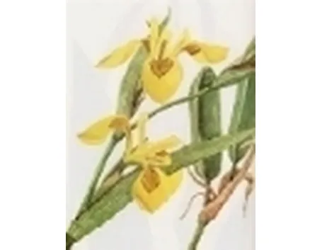 iris pseudoacorus