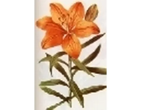 lilium croceum