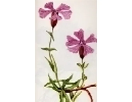 melandrium elisabethae
